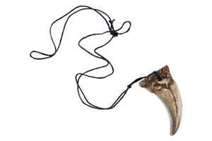 Une dent de dinosaure